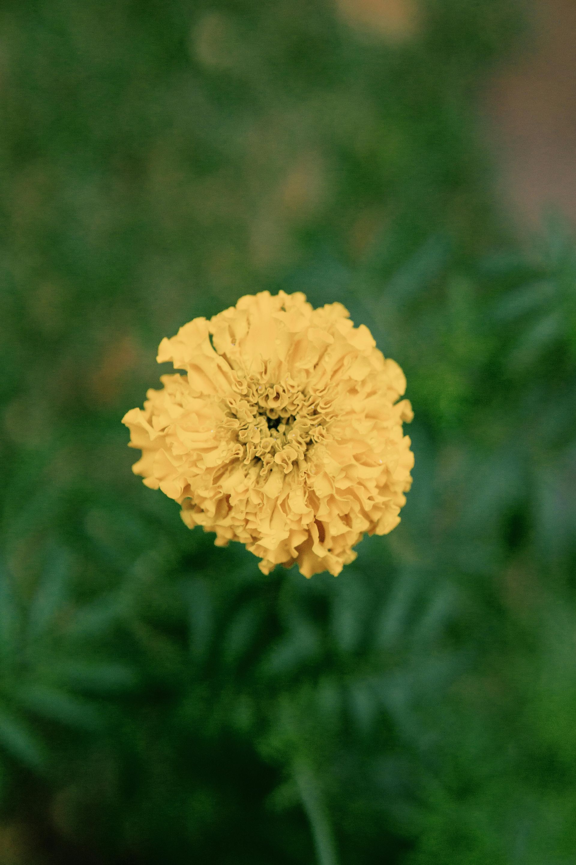 Floralterapia